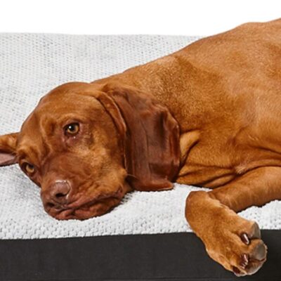 Snooza Dog Bed Covers Plush Orthobed Cover