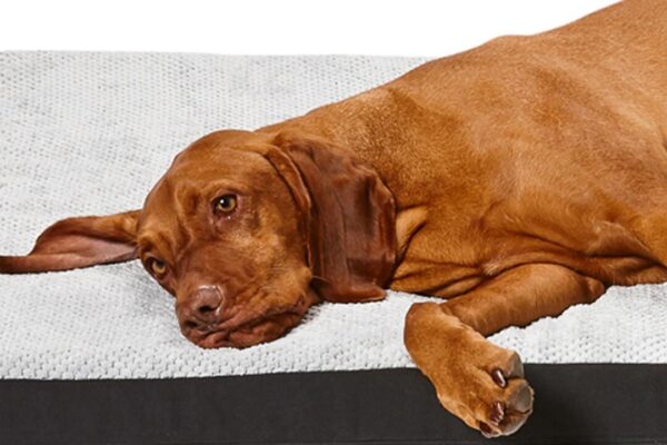 Snooza Dog Bed Covers Plush Orthobed Cover